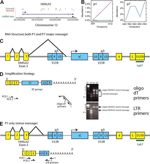 Figure 6. Expansion of cell clones with integrated vectors in the HMGA2 third intron. (A) Map of integration sites detected in the HMGA2 locus, pooled over all the SCID-X1 patients. The green and red lines indicate the positions of vector integration sites. Forward indicates that the vector is oriented 5′ to 3′ relative to the chromosomal numbering system. Reverse indicates reverse orientation. (B) Longitudinal expansion of cell clones harboring integration events in HMGA2 in patient no.1 and patient no. 7. The x-axis shows the time after cell infusion, the y-axis shows the reconstructed percentage of all transduced cells contributed by cells harboring the HMGA2 integration site. Note the difference in the y-axis scale compared with Figure 3. (C) Structure of the major chimeric HMGA2-vector message. The major message (splice acceptor site at bp 1992 of the vector) was found in both patients no. 1 and no. 7. An alternative splice acceptor site at bp 2002 was found in patient no. 7. (D) Amplification strategy for determining the chimeric HMGA2-vector message structure using reverse-transcription PCR. The time points were 75 months (patient no. 1) and 56 months (patient no. 7). The bands marked “major” and “minor” HMGA2-vector message formed on the ethidium-stained gel were excised and subjected to Sanger DNA sequencing. Sequence analysis established that slower mobility bands corresponded exclusively to the chimeric HMGA2-vector forms. The mobility of the forms marked normal messages matched bands seen after amplification of control samples (data not shown). (E) Deduced structure of a minor form of the chimeric HMGA2-vector message found in lesser abundance in patient no. 1 only.