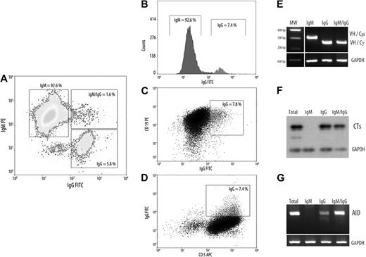 Figure 2. Characterization of CLL B cells with ongoing IgG CSR. (A-D) Representative flow cytometric profile from a patient with UM AID++ CLL. The 3 CLL B-cell subsets as well as the surface expression of CD5 and CD19 markers are depicted (IgM+, IgM+/IgG+, and IgG+). (E-G) Semiquantitative RT-PCR from the 3 cell sorter–isolated subpopulations. (E) Clonal isotype switch transcripts with tumor-related VH and Cμ or Cγ primers. (F) Amplification of CTs and subsequently hybridization with Cμ probe encompassing 1-180 nt of the first Cμ exon. (D) AID amplification from isolated CLL subsets. For all PCR analysis putative B-cell contamination between isolated subsets, moreover to cytometric purity analysis, was estimated by amplifying tumor-related VH-Cμ inside the IgG+ subset and with VH-Cγ inside the IgM+ subset. GAPDH was amplified in all cases as internal control.