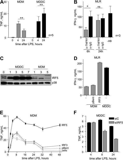 Figure 1. IRF5 protein is highly expressed in MDDCs and control late-phase TNF secretion. (A) Monocyte-derived dendritic cells (MDDCs) and monocyte-derived macrophages (MDMs) were stimulated with lipopolysaccharide (LPS; 10 ng/mL) for 4 hours and 24 hours, and secreted tumor necrosis factor (TNF) was measured by ELISA. Data show means ± standard error of the mean (SEM) of 5 independent experiments each using monocytes derived from a different donor. **P < .01 (Student t test). (B) MDDCs were stimulated with LPS for 2 hours and then were cultured with T lymphocytes. Anti-TNFR1 or anti-IgG control antibodies were added 6 hours or 24 hours after coculture start. IFN-γ secretion was determined by ELISA after 72 hours of coculture. Data show means ± SEM of 3 independent experiments. *P < .05. (C) Cells were collected at day 0 (monocytes); days 1, 3, 5, and 7 (MDDCs) after differentiation with granulocyte-macrophage colony-stimulating factor (GM-CSF; 50 ng/mL) and IL-4 (10 ng/mL); and days 1, 3, and 5 after differentiation with M-CSF (50 ng/mL; MDMs); total protein extracts were then subjected to Western blot analysis. p38 MAPK was used as loading control. Representative blots of 5 independent experiments each using monocytes derived from a different donor. (D) MDMs were left untreated (cells) or infected with adenoviral vectors encoding IRF5 or empty vector (pBent), stimulated with LPS for 2 hours, and cultured with T lymphocytes. IFN-γ secretion was determined by ELISA after 72 hours of coculture. Data show means ± SD and are representative of 3 independent experiments each using MDMs derived from a different donor. (E) MDMs were left untreated (cells) or infected with adenoviral vectors encoding IRF5, IRF3, or empty vector (pBent) and stimulated with LPS for the indicated time. The amount of secreted TNF protein was determined by ELISA. Data show means ± SD and are representative of 3 independent experiments each using MDMs derived from a different donor. (F) MDDCs were transfected with siRNAs targeting IRF5 (siIRF5) and stimulated with LPS (10 ng/mL) for the indicated time. TNF secretion was compared with control cells transfected with nontargeting siRNA (siC). Data shown are the means ± SD and are representative of 2 independent experiments each using MDDCs derived from a different donor.