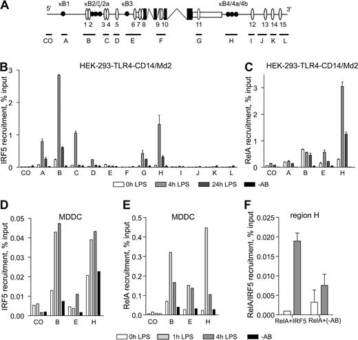 Figure 3. IRF5 is recruited to the 5′ upstream and 3′ downstream region of TNF. (A) Schematic of the TNF locus. Protein coding and noncoding exons are shown in black and white. Putative ISREs are allocated as white ovals; κB sites are shown as black circles. The approximate amplicon size of primer sets spanning the TNF locus (A to L) are indicated by black lines. CO indicates a control primer set containing neither an ISRE nor a κB site. (B-C) HEK-293–TLR4-Md2/CD14 cells were left unstimulated or stimulated with LPS (1 μg/mL) for 4 hours and 24 hours and analyzed by ChIP with antibodies specific to IRF5 (B) or RelA (C). (D-E) MDDCs were left unstimulated or stimulated with LPS for 1 hour and 4 hours, followed by ChIP with antibodies specific to IRF5 (D) or RelA (E). (F) Corecruitment of RelA and IRF5 to region H was assessed by re-ChIP analysis with antibodies against RelA followed by IRF5-specific antibodies. (B-F) Data show mean percentage input relative to genomic DNA (gDNA) plus or minus SD of a representative experiment. −AB indicates a no-antibody control.