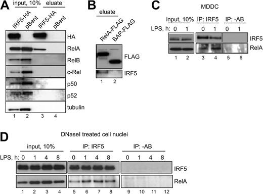 Figure 4. IRF5 specifically interacts with RelA. (A) HEK-293–TLR4-Md2/CD14 cells were transfected with human IRF5 tagged with ONE-strep–tag (N-terminus) and HA-tag (C-terminus; lanes 1 and 3) or an empty vector pBent (lanes 2 and 4) and fixed with formaldehyde. Cross-links were reversed by heating and immunoblotted for bait IRF5 (anti-HA antibodies), or NF-κB subunits and tubulin. (B) HEK-293–TLR4-Md2/CD14 cells were transfected with RelA-FLAG (lane 1) or BAP-FLAG (lane 2). Cell lysates were immunoprecipated with M2 anti-FLAG Sepharose and immunobloted for bait RelA (anti-FLAG antibodies) or IRF5. (C) MDDCs were stimulated with LPS for 1 hour or left untreated. The endogenous interaction between RelA and IRF5 was examined by immunoprecipitation (IP) with anti-IRF5 antibody and immunoblotting with anti-RelA antibody. −AB indicates a mock IP. (D) Nuclear pellet from Triton-extracted HEK-293–TLR4-Md2/CD14 cells was solubilized with DNaseI, and endogenous interaction between RelA and IRF5 was examined after IP as in panel C.