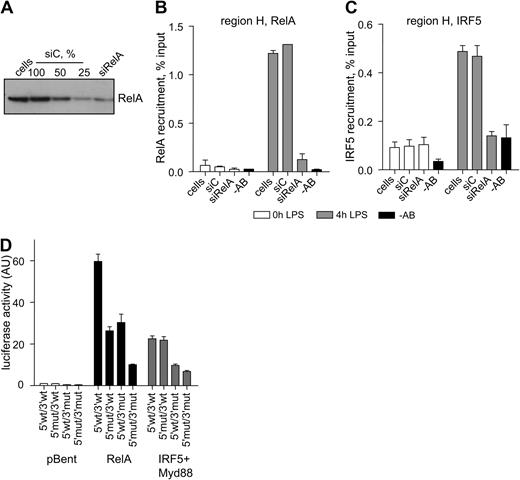 Figure 5. RelA is required for IRF5-mediated activation of TNF. (A-C) HEK-293–TLR4-Md2/CD14 cells were transfected with siRNA against RelA (siRelA) or with nontargeting siRNA (siC) and used in ChIP analysis of RelA and IRF5 recruitment. Data indicate mean percentage input relative to gDNA ± SD of a representative experiment. −AB indicates a no-antibody control. (A) A total of 75% of RelA protein was degraded estimated by serial dilutions of the siC control sample analyzed by Western blotting. (B) Reduction in LPS-induced RelA recruitment to region H in siRelA-treated cells. (C) Reduction in LPS-induced IRF5 recruitment to region H in siRelA-treated cells. (D) HEK-293–TLR4-Md2/CD14 cells were transfected with the RelA, IRF5, and MyD88 expression constructs together with the TNF 5′ upstream/luciferase/TNF 3′ downstream reporter plasmids: 5′wt/3′wt indicates wild-type construct; 5′mut/3′wt indicates mutated κB2 (GTGAATTCCC → tTGAATTCCC), κBξ (GTGATTTCAC → aTccTTTCAC), and κB2a (GGGCTGTCCC → taGCTGTGCCC) sites in the TNF 5′ upstream; 5′wt/3′mut indicates mutated κB4 (GGGAATTTCC → cGcAATgTgC) and κB4a (GGGAATTCCA → cGcAAgTgCA) sites in the TNF 3′ downstream; and 5′mut/3′mut indicates all κB sites mutated. Data show means ± SD and are a representative of 3 independent experiments, each performed in triplicate.