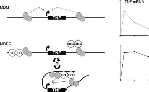 Figure 6. A model for IRF5-RelA–mediated induction of TNF in myeloid cells. LPS-induced recruitment of NF-κB RelA-containing complexes (gray ovals) to the 5′ upstream and 3′ downstream regions leads to transient TNF expression in MDMs. The mechanisms of transmitting the activating signal from 3′ downstream to Pol II requires further investigation. IRF5 binding to DNA at the 5′ upstream and to RelA at the 3′ downstream establishes the possibility for region circularization and recycling of Pol II molecules, leading to sustained TNF expression in MDDCs.