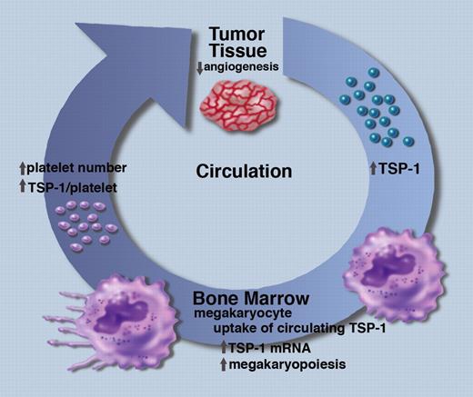 A schematic representation of the role of circulating TSP-1 and megakaryocytes in the inhibition of tumor angiogenesis. Professional illustration by Marie Dauenheimer.