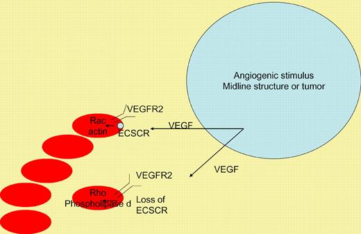 Proposed model of ECSCR serving as a molecular switch. In the presence of ECSCR, VEGF induces a rac-reactive oxygen-notch chemotactic pathway. In the absence of ECSCR, alternative survival pathways are activated (rho, phosholipase D).
