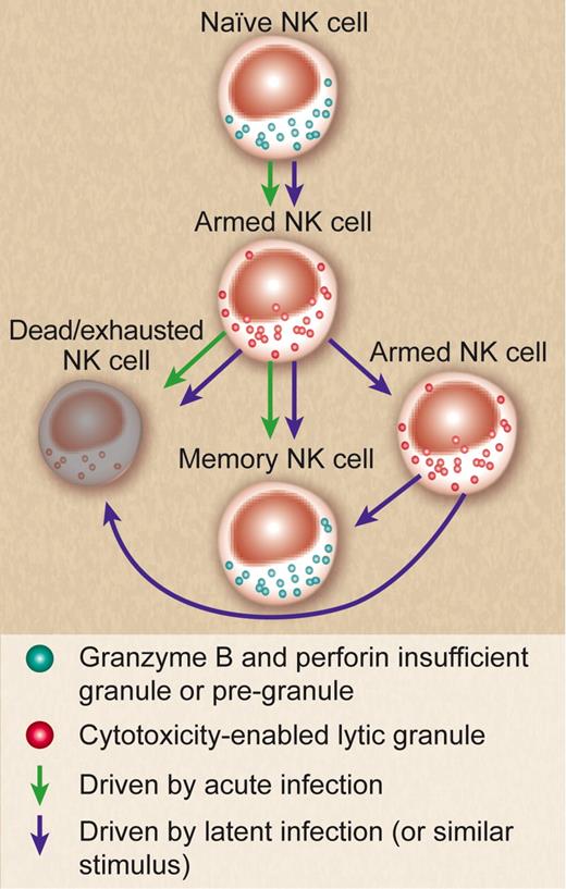Role for latent herpesvirus infection in NK-cell arming. The data presented by White et al suggest a model in which naive NK cells in mice can be induced to become armed lytic effectors by latent infection with MuHV-4. Murine NK cells typically exist under pathogen free conditions in an unarmed state without high-level expression of granzyme B and perforin. While it is unclear in what state of maturity lytic granules may be formed in unarmed NK cells, granzyme A is expressed, but morphologic assessments define a lack of fully matured granules.3 Presumably, after an acute infection (green arrows), an armed NK cell will participate in killing and either end its lifecycle via death or revert to a less armed state but persist as a memory NK cell. These latter cells do not appear armed, but retain potential to more actively participate in immune responses.12,13 The data suggest that unlike acute infection, latent infection is capable of not only arming NK cells, but maintaining them in an armed state (purple arrows). Since human NK cells are typically armed at baseline, this raises a role for latent infection or similar signals in enabling their continually armed state. While the mechanism of how latent infection promotes arming is unclear, the majority of armed cells in a latently infected host would not be fighting active infection and degranulating. Therefore, in the case of latent infection, it would be predicted that many will continue to persist in an armed state, and not simply progressing to death or memory-like phenotypes. Without latent infection or similar signals derived from other environmental challenges (such as in SPF mice), the majority of NK cells will exist in the naive state. This is therefore not seen in humans, as environmental challenges and latent herpesviral infections are ubiquitous. Professional illustration by Paulette Dennis.
