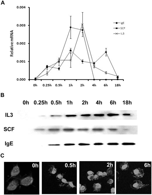 Figure 1. ATF3 is expressed in MCs after growth factor or FcϵRI activation. (A) Mouse BMMCs were starved of growth factors for 6 hours, then sensitized with anti-DNP IgE and stimulated with DNP–bovine serum albumin (BSA; 100 ng/mL), IL-3 (30 ng/mL), or SCF (50 ng/mL) for 0, 0.25, 0.5, 1, 2, 4, 6, or 18 hours. RNA isolated from these cells was analyzed by real-time reverse transcription–PCR. ATF3 expression was normalized to elongation factor-1 α levels. Error bars represent SE from 3 independent experiments. (B) Mouse BMMCs were sensitized with DNP-BSA (100 ng/mL), IL-3 (30 ng/mL), or SCF (50 ng/mL) for 0, 0.25, 0.5, 1, 2, 4, 6, or 18 hours. Protein was extracted from whole cells and separated by sodium dodecyl sulphate–polyacrylamide gel electrophoresis, and ATF3 was detected with specific antibody. (C) Mouse BMMCs were sensitized with anti-DNP IgE and stimulated with DNP-BSA (100 ng/mL) for 0, 0.5, 2, or 6 hours. Cells were fixed in paraformaldehyde and incubated with rabbit anti-ATF3 antibody. Antibody labeling was detected with boron-dipyrromethene–conjugated goat anti–rabbit antibody. Original magnification ×600.