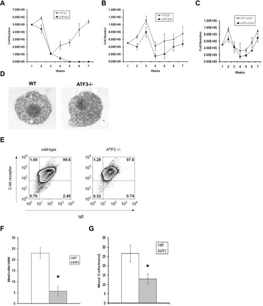 Figure 2. ATF3 deficiency reduces MC numbers in vitro and in vivo. (A) BM cells were cultured at a starting density of 5 × 105 cells/mL in the presence of IL-3 (30 ng/mL). Total number of cells was counted every 7 days. (B) BM cells were cultured at a starting density of 5 × 105 cells/mL in the presence of SCF (50 ng/mL). Total number of cells was counted every 7 days. (C) BM cells were cultured at a starting density of 5 × 105 cells/mL in the presence of IL-3 (30 ng/mL) and SCF (50 ng/mL). (D) BM cells from WT and ATF3-null mice were cultured in IL-3/SCF for 5 weeks and examined for morphology by toluidine blue staining or (E) 2-color analysis of flow cytometry for IgE receptor (horizontal axis) and c-kit expression (vertical axis), percentages of positive cells are indicated. (F) Peritoneal lavage from WT or ATF3-null mice were spun onto cytospin slides and stained with Wright-Giemsa. Results are expressed as mean ± SE from counts of 3 separate experiments. (G) Sections from skin were stained with toluidine blue for MCs. Results are expressed as mean ± SE from counts of 3 separate experiments. *P < .05 by comparison to WT.