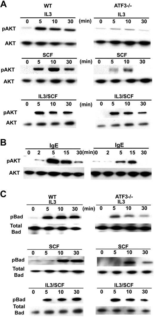 Figure 4. Impaired Akt pathways in ATF3-null MCs. (A) WT or ATF3-null MCs were cultured in IL-3/SCF for 5 weeks, starved of growth factor for 6 hours, washed, then cultured in IL-3 (30 ng/mL) or SCF (50 ng/mL) or both for the indicated times (in minutes). Whole-cell lysates were analyzed by Western blot with antibodies against phosphorylated Akt, total AKT. (B) After sensitization with anti-DNP IgE, MCs were stimulated with KLH-DNP for the indicated times. Whole-cell lysates were analyzed by Western blot with antibodies against phosphorylated Akt, total AKT. (C) WT or ATF3-null MCs were starved for 6 hours, washed, and then cultured in IL-3 (30 ng/mL) or SCF (50 ng/mL) or both for the indicated times. Whole-cell lysates were analyzed by Western blot with antibodies against phospho-Bad and total Bad.