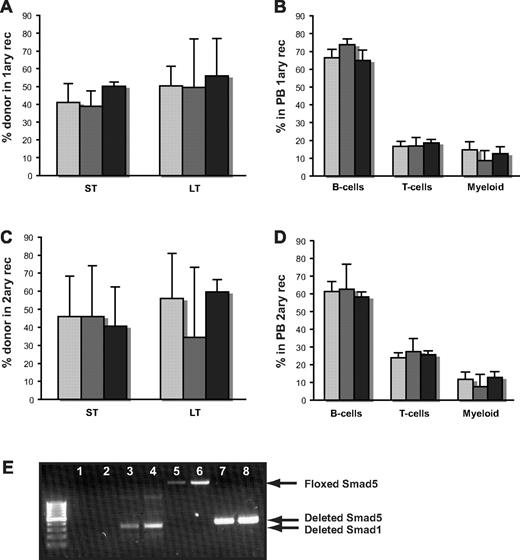 Figure 4. Both Smad1- and Smad1/5-deficient BM cells display normal self-renewal and differentiation capacity after competitive BM transplantation. (A) Short-term contribution (ST) in PB and long-term (LT) reconstitution in BM in primary and (C) secondary recipients after competitive transplantation, as measured by Ly5.2/Ly5.1 contribution. (B) Distribution of myeloid cells (Mac-1), B cells (B220), and T cells (CD3) within the donor population in PB from primary and (D) secondary recipients analyzed by FACS long-term after transplantation. Data are mean ± SD (n = 9/5/8 donors and n = 25/15/19 recipients for WT, S1−/−, and S1/5−/−, respectively, for primary transplantations, and n = 7/5/3 donors and n = 21/15/9 recipients for WT, S1−/−, and S1/5−/−, respectively, for secondary transplantations). represent WT; , S1−/−; and ▬, S1/5−/−. (E) Representative PCR screen of individual hematopoietic colonies from WT and S1/5-deficient mice to determine deletion (total number of colonies screened, n > 240). Lanes 1 to 4 indicate floxed (no band) and deleted (300 bp) Smad1 in WT (lanes 1 and 2) and S1/5−/− colonies (lanes 3 and 4); lanes 5 to 8, floxed (2.3 kb) and deleted (387 bp) Smad5 in WT (lanes 5 and 6) and S1/5−/− colonies (lanes 7 and 8).