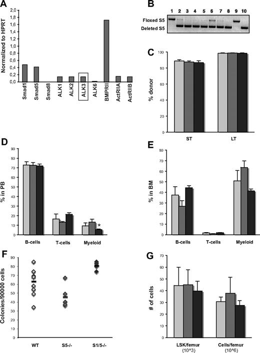 Figure 5. Both Smad1 and Smad5 are dispensable for functional fetal liver hematopoiesis. (A) Expression of BMP receptors in WT fetal liver cells analyzed by quantitative RT-PCR. ALK3 is expressed in Lin− Sca-1+ AA4.1+ fetal liver but is undetectable in LSK CD34− BM cells.10,22 (B) Representative gel showing screening of Smad5 deletion (PCR) in fetal livers. Only livers with highly deleted Smad1 (data not shown) and Smad5 were used (such as #10). WT littermates lacking Cre have floxed, but undeleted, genes (such as #1). (C) Short-term (ST) donor reconstitution in PB and long-term (LT) contribution in BM. Distribution of myeloid cells (Mac-1), B cells (B220), and T cells (CD3) within the donor population in PB (D) and BM (E) analyzed by FACS long-term after transplantation. Number of myeloid progenitors (F), total cells/femur and primitive LSK cells/femur (G) in BM long-term after transplantation as determined by the number of formed colonies (GM-CFU), differential counts, and FACS, respectively. Data are mean ± SD (n = 5 donors and 15 recipients per genotype). represent WT; , S5−/−; and ▬, S1/5−/−.