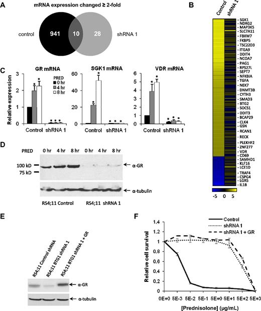 Figure 3. BTG1 knockdown in RS4;11 cells impairs GC-induced gene expression because of loss of GR expression. (A) Venn diagram summarizing microarray expression analysis in prednisolone-treated (8-hour) control RS4;11 cells and BTG1 knockdown (shRNA1) RS4;11 cells. The number of genes with a significant (2-fold change) in expression is indicated. (B) Heat map of the 200 genes with highest differential expression after prednisolone exposure in control cells. For comparison, expression changes in BTG1 shRNA 1 cells are shown in the right column. (C) mRNA expression of the GR and the GC-regulated genes SGK1 and VDR were analyzed by quantitative RT-PCR and normalized for TBP after exposure to 1 mg/mL prednisolone for up to 8 hours in RS4;11 control and BTG1 shRNA1 cells. (D) Immunoblot showing GR expression in control RS4;11 cells and in BTG1 knockdown cells in response to prednisolone treatment for up to 8 hours. (E) Immunoblot showing GR expression in RS4;11 cells transduced with a control shRNA, BTG1 shRNA1, or BTG1 shRNA1 with a GR overexpression construct. (F) MTS assay determining relative viability of RS4;11 cells transduced with a control shRNA, BTG1 shRNA1, or BTG1 shRNA1 with a GR overexpression construct after prednisolone treatment. Error bars represent the SEM of triplicate experiments. Statistical significance (P < .05) was assessed with the Student t test compared with untreated control cells.