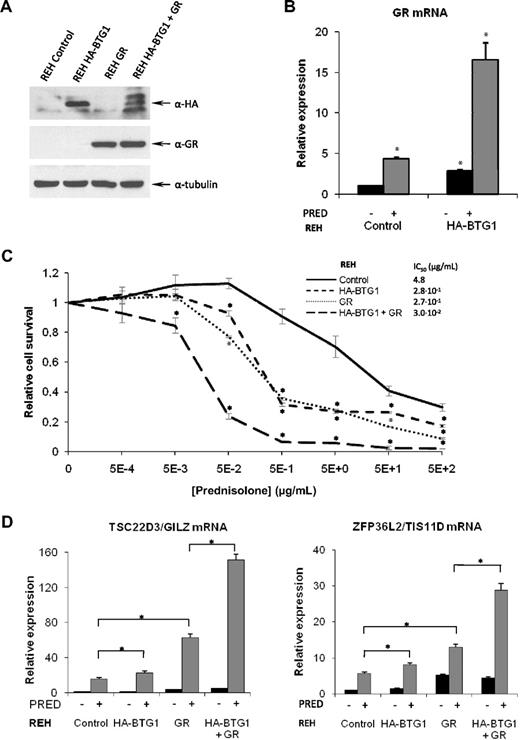 Figure 4. A BTG1 transgene rescues GR expression and GC therapy response in REH pre-B ALL cells. (A) Western blot showing protein expression of HA-BTG1 and GR protein obtained after retroviral transduction of REH cells with the vectors indicated at the top. (B) Expression of GR mRNA analyzed by quantitative RT-PCR and normalized for TBP in REH control vector versus REH HA-BTG1–transduced cells, after exposure to prednisolone or mock treatment. (C) Determination of relative viability of REH control vector-transduced cells compared with REH cells transduced with HA-BTG1, GR, or HA-BTG1 and GR retroviral constructs using an MTS-based cytotoxicity assay after exposure to prednisolone for 3 days. (D) Quantitative RT-PCR of GR target genes TSC22D3/GILZ and ZFP36L2/TIS11D in REH cells after exposure to 1 mg/mL prednisolone or mock treatment for 8 hours. Error bars represent the SEM of triplicate experiments. (C) *Statistical significance (P < .05) was assessed with the Student t test compared with control vector-transduced cells that received the same treatment. (B,D) *Statistical significance (P < .05) was assessed with the Student t test compared with control vector-transduced cells that were mock treated.