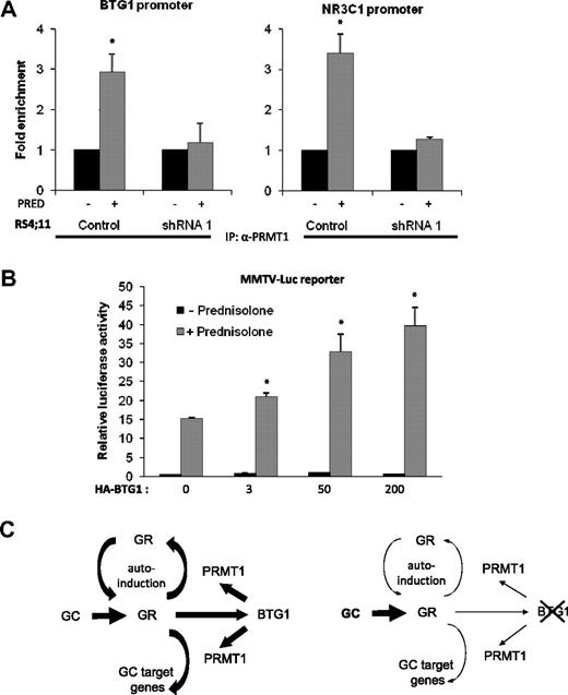 Figure 5. Involvement of BTG1 and PRMT1 in GC-dependent target gene regulation. (A) Association of PRMT1 with the promoter regions of BTG1 and GR in response to GC exposure is dependent on BTG1 expression. Quantitative ChIP analysis of PRMT1 binding to promoter sequences of BTG1 and NR3C1 in RS4;11 control vector-transduced cells versus BTG1-shRNA 1 cells treated with either 1 mg/mL prednisolone or mock treated for 8 hours. Error bars represent the SEM of 2 independent experiments. *Statistical significance (P < .05) was assessed with the Student t test compared with mock-treated cells. (B) Luciferase reporter assays were performed using MMTV-Luc in the presence of 20 ng of exogenous GR and increasing concentrations of HA-BTG1 (3-200 ng), with or without prednisolone treatment. Luciferase activity was normalized to Renilla values. Error bars represent the SEM of 2 independent experiments. *Statistical significance (P < .05) was assessed with Student t test compared with cells without HA-BTG1 expression. (C) Schematic representation explaining how BTG1 regulates expression of the GR and that of GR-target genes.