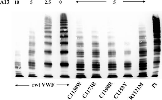 Figure 4. VWF:multimers of recombinant wtVWF and mVWF proteolyzed by rhuADAMTS13 (A13) in a static assay. Similar proteolytic susceptibility of rwtVWF and mVWF is evident. Pl indicates plasma.