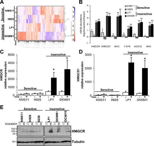Figure 1. Microarray analysis reveals distinct differences in mRNA levels in response to lovastatin in sensitive and insensitive MM cells. Three independent biologic replicates of KMS11, H929, LP1, and SKMM1 cells were exposed to 20μM lovastatin or a vehicle control for 16 hours before being harvested for mRNA abundance profiling by microarray. (A) The entire dataset was visualized using unsupervised machine learning. The resulting heatmap demonstrates that global expression patterns of the sensitive cells were much more similar to each other than to insensitive cells. (B) Six MVA pathway genes, including HMGCR, are plotted from the microarray to show that all were up-regulated in both LP1 and SKMM1, but not substantially in KMS11 and H929 cells, in response to lovastatin exposure. **P < .0001 (model-based t test with Bayesian moderation of SE and false discovery adjustment). Results were validated by real-time PCR for both HMGCR (C) and HMGCS1 (D), measured relative to GAPDH. *P < .05 (Student t test with Welch adjustment for multiple testing comparing ethanol with lovastatin treatments). (E) MM cells were exposed to 20μM lovastatin or a vehicle control for 24 hours before being harvested for protein lysates. Immunoblots were probed with anti-HMGCR and antitubulin as a loading control. All experiments were performed a minimum of 3 times. Data are mean ± SD.