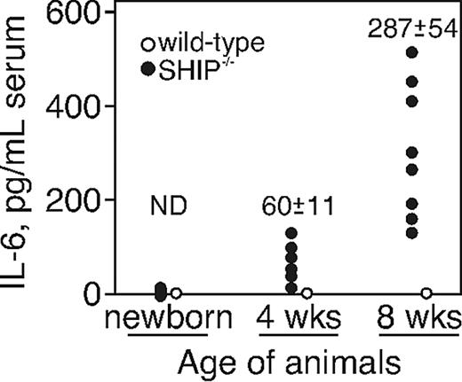 Figure 1. Serum IL-6 level increases with age in SHIP−/− mice. Serum IL-6 levels determined by ELISA of individual WT and SHIP−/− mice at the age of 4 and 8 weeks are shown. ND indicates not detected.