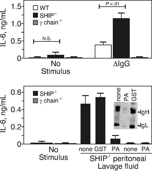 Figure 4. SHIP negatively regulated IL-6 production caused by FcγR stimulation. (A) Peritoneal macrophages were purified from WT, SHIP−/−, or γ-chain−/− mice by adherence and cultured 24 hours. The cells were stimulated with nothing (no stimulus) or with 10 μg/mL of heat-aggregated IgG (ΔIgG) and incubated for an additional 12 hours before supernatants were collected. IL-6 production stimulated by FcγR engagement of peritoneal macrophages was determined by ELISA. Results are from 3 separate experiments and are the mean ± SE of IL-6 in nanograms per milliliter. N.S. indicates not significant. (B) Peritoneal lavage fluid was collected from SHIP−/− mice and concentrated 10-fold by ultrafiltration (to 250 μL). The concentrated lavage material was incubated with nothing or with Sepharose-conjugated protein A (PA) or GST as indicated. Bone marrow–derived macrophages of SHIP−/− or γ-chain−/− mice were then treated with 50 μL of the concentrated lavage fluid and incubated for 12 hours. The supernatants were measured by IL-6 ELISA. Results are from 2 separate experiments and are the mean ± SE of IL-6 in nanograms per milliliter. (Inset) Western blot of 50 μL of lavaged material probed with rabbit anti–mouse Ig.