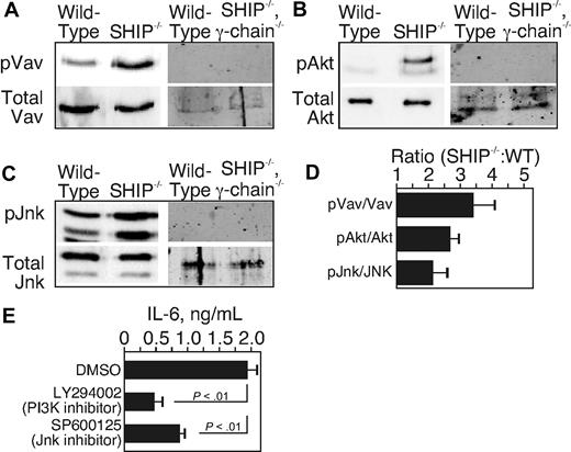Figure 5. Signal transduction proteins of the FcγR pathway are activated in ex vivo peritoneal macrophages of SHIP−/− mice. Freshly purified peritoneal macrophages were lysed without any treatment. Western blots were used to determine levels of tyrosine-phosphorylated Vav (pVav) and total Vav (A), serine-phosphorylated Akt (pAkt) and total Akt (B), and serine- and tyrosine-phosphorylated SAPK/JNK (pJNK) and total JNK (C). (D) The ratio of the signal of phosphoprotein to total of the SHIP-deficient sample to the WT sample. Data are representative of 3 independent experiments. (E) Freshly isolated peritoneal macrophages from SHIP−/− mice were cultured with the PI3K inhibitor (LY294002) or the JNK inhibitor (SP60025) or dimethyl sulfoxide for 6 hours. Supernatants were collected, and IL-6 levels were determined by ELISA. Results from 3 separate experiments are mean ± SE of IL-6 in picograms per milliliter.