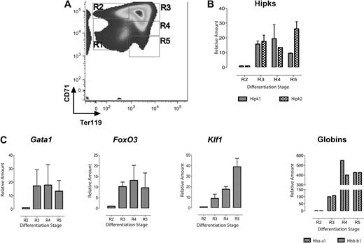 Figure 1. Induction of Hipk1 and Hipk2 during in vivo erythropoiesis. (A) Freshly isolated E14.5 murine fetal liver cells analyzed by FACS with antibodies staining for CD71 and Ter119. Regions R1 through R5 are defined by their staining patterns: CD71medTer119low, CD71highTer119low, CD71highTer119high, CD71medTer119high, and CD71lowTer119high, respectively. (B) Quantitative RT-PCR on mRNA isolated from each corresponding stage in panel A using primers against Hipk1 and Hipk2. (C) Quantitative RT-PCR using primers against other erythroid-specific genes: GATA1, FoxO3, Klf1, and α (Hba-a1)– and β (Hbb-b1)–globins. The relative amounts shown for each transcript are compared with the level of the corresponding transcript in R2 cells; n = 3 (mean ± 2 SEM).