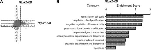 Figure 6. Knockdown of Hipk1 or Hipk2 results in changes in expression in related but nonidentical groups of genes. Total RNA was isolated from fetal liver erythroid cultures grown in Epo-containing media 36 hours after shRNA retroviral infection, and then reverse-transcribed, labeled, and hybridized onto Agilent mouse expression arrays. Each sample was isolated and processed in duplicate and compared with a luciferase control isolated during the same experiment. (A) Log2 ratios for each knockdown culture compared with control are plotted: sample shHK1 (Hipk1-KD) is on the abscissa and shHK2 (Hipk2-KD) on the ordinate axis. Dashed lines indicate ratios of 2-fold increase (1) and 2-fold decrease (−1) in expression compared with control. Note the paucity of genes falling in the top right or bottom left corners. (B) Functional ontology classifications for significantly changed genes (both increased and decreased) in the Hipk2-knockdown cells; only significantly enriched categories are listed.