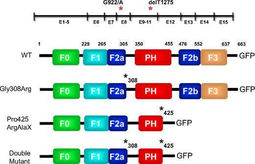 Figure 4. Diagrammatic representation of human KINDLIN3 gene and protein structure with the FERM subdomains (residues 1-663). The exons coding for the different subdomains are shown as well as the positions of the 2 LAD-III mutations, one in exon 8 and the other in exon 11 (illustrated with red asterisks). Details of the human kindlin-3-GFP chimeric proteins are illustrated. The WT protein contains a hypothetical F0 domain, the F1 domain, the F2 domain intersected by a PH domain, and the F3 domain that binds to the β subunit of integrin. The 3 additional schematics represent the individual kindlin-3 mutant proteins (Gly308Arg, Pro425ArgAlaX) and a protein incorporating both mutations (double mutant) resembling the patient's LAD-III protein.