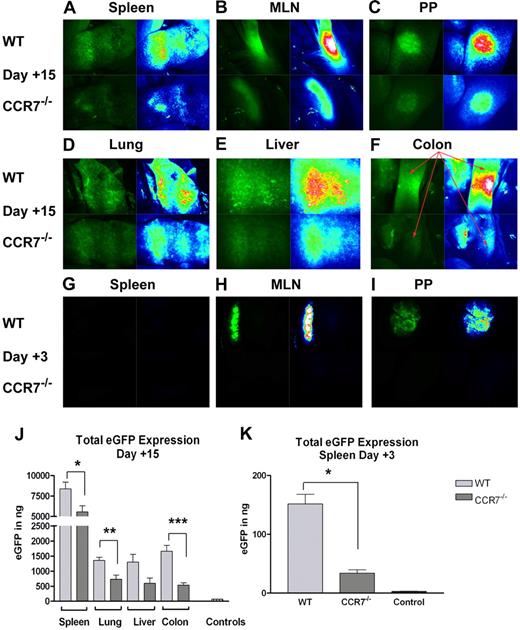 Figure 4. Accumulation of WT versus CCR7−/− Tn cells within B6D2 recipients. B6D2 recipients were lethally irradiated and then administered 3 × 106 TCD BM cells from WT B6 donors with or without 4 × 106 CD25-depleted eGFP+ Tn cells from either WT B6 or CCR7−/− B6 donors on day 0. (A-F) Recipient mice were anesthetized on transplantation day +15, and donor T-cell trafficking was studied using stereofluorescence microscopy. Tissues from 1 of 3 representative WT Tn cell recipients are depicted in the top panels, and tissues from 1 of 3 representative CCR7−/− Tn cell recipients are depicted in the bottom panels. Images on the left of each panel depict actual eGFP fluorescence, while those on the right indicate the intensity of the eGFP signal (white > red > yellow > green > blue > black). (G-I) Recipient mice were anesthetized on transplantation day +3, and donor T-cell trafficking to SLTs was evaluated using stereofluorescence microscopy. Images are taken from 1 of 3 representative WT Tn cell recipients and from 1 of 3 CCR7−/− Tn recipients. (J) Recipient animals were euthanized on transplantation day +15, and their organs were homogenized in a PBS/protease-inhibitor solution. After appropriate dilutions, eGFP levels were measured in each site using an anti-GFP ELISA kit. n = 4 per group. *P = .044; **P = .011; ***P = .002. Organs were pooled from a B6D2 mouse that received a transplant of TCD BM cells plus non–eGFP-expressing B6 Tn cells for control purposes. (K) Recipient animals were killed on transplantation day 3, and their spleens were homogenized for analysis by anti-GFP ELISA. n = 3 per group. *P = .002. Error bars for panels J and K indicate SEM.