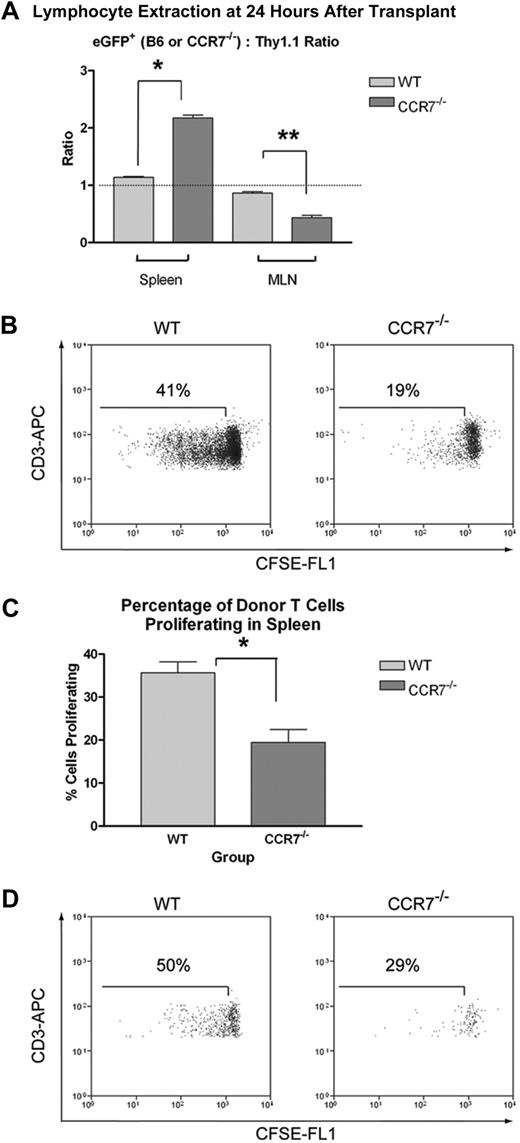 Figure 5. Trafficking of donor T cells to recipient SLTs 24 hours after transplantation, and their subsequent in vivo expansion. (A) B6D2 recipients were lethally irradiated and then administered 4 × 106 non–eGFP-expressing B6.PL-Thy1a/CyJ Thy1.1+ Tn plus either 4 × 106 eGFP+ WT B6 Tn or 4 × 106 eGFP+ CCR7−/− B6 Tn cells. Recipient animals were killed after 24 hours, and lymphocytes were extracted from the spleen and MLNs. These cells were then stained for flow cytometry using PerCp-Cy5.5–conjugated anti-Thy1.1 and APC-conjugated anti-CD3 antibodies. The ratios of CD3+eGFP+/CD3+Thy1.1+ events were then determined for all of the animals in each treatment group. For spleens, n = 6 per group. For MLNs, n = 3 LN pairs per group. *P < .001. **P = .005. Error bars indicate SEM. (B-C) B6D2 recipients were lethally irradiated and then administered 3 × 106 unlabeled TCD BM cells from WT B6 donors plus 3 × 106 CFSE-labeled Tn cells from either WT or CCR7−/− B6 donors. Recipient animals were killed on transplantation day +3, and lymphocytes were extracted from the spleen for flow cytometry. (B) Histograms of cells isolated from the spleen from 1 of 3 representative WT Tn cell recipients and from 1 of 3 representative CCR7−/− Tn cell recipients are depicted, using a CD3+ Kd-negative (donor cell) live lymphocyte gate. (C) The mean percentage of proliferating donor T cells within the spleens of WT (left) and CCR7−/− Tn cell (right) recipients are also shown. Error bars indicate SEM. *P = .014. (D) Recipient animals were killed on transplantation day +3, and the MLNs from each of 3 animals per treatment group were pooled for flow cytometry. MLN plots are depicted using a CD3+ Kd-negative (donor cell) live lymphocyte gate.