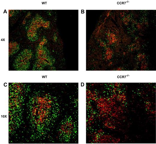 Figure 6. Donor T cell/DC interactions within recipient spleens on transplantation day +4. B6D2 recipients were lethally irradiated and administered 3 × 106 TCD BM cells from WT B6 donors with 4 × 106 CD25-depleted eGFP+ Tn cells from either WT B6 or CCR7−/− B6 donors on day 0. Recipients were killed on transplantation day +4, and their spleens removed for immunofluorescence microscopy. Images are taken from 1 of 3 representative WT Tn cell recipients and from 1 of 3 CCR7−/− Tn cell recipients. Donor cells are identified by their eGFP positivity (green). An anti-CD11c primary/Cy3-conjugated secondary antibody combination was used to visualize CD11c-expressing cells, which are predominantly DCs (red). (A,C) Recipients of WT Tn cells. (B,D) Recipients of CCR7−/− cells. Original magnifications, ×4 (A-B) and ×10 (C-D).