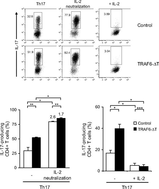 Figure 4. IL-2 inhibits Th17 differentiation of TRAF6-deficient CD4+ T cells. CD4+ T cells were isolated from TRAF6-ΔT and control mice and stimulated under optimal Th17-polarizing conditions for 4 days (Th17). Neutralizing antibody against murine IL-2 (S4B6, 10 μg/mL) plus blocking antibody against CD25 (3C7, 10 μg/mL) or recombinant human IL-2 (100 U/mL) were added to the cultures as indicated. Numbers in flow cytometry plots indicate percentages of IL-17–expressing CD4+ T cells. Dot plot panels of conditions with added recombinant IL-2 (+ IL-2) are from a separate experiment. Bottom panels show the percentages of IL-17–positive cells from separate experiments using triplicate cultures per experimental condition. Values on top of bars indicate fold increase relative to cells differentiated in regular Th17 conditions. Experiments were repeated twice with similar results.*P < .01, **P < .05, ***P > .1.