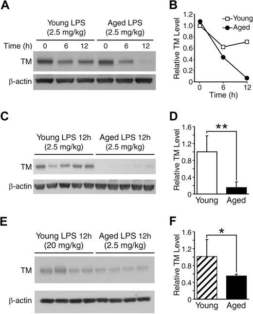 Figure 4. Age-dependent loss of TM in lungs during endotoxemia. (A) Western blot analysis of a time course experiment assessing TM levels in lungs of young (4 months) and aged (24 months) mice that were sacrificed 6 and 12 hours after LPS injection (2.5 mg/kg, intraperitoneal). The control mice without LPS injection are represented by 0 h. Each lane contained 40 μg of protein derived equally from 5 individual mice. The membrane was reprobed with anti–β-actin antibody to assure equal protein loading. (B) Densitometric analysis of panel A. (C) TM levels at 12 hours after LPS injection were further compared among individual samples, which were pooled in panel A. Each lane contained 40 μg of protein from an individual mouse. (D) Densitometric analysis of panel C. (E) TM levels in lungs were compared in young mice with a high dose of LPS (20 mg/kg) versus aged mice with a low dose of LPS (2.5 mg/kg) 12 hours after injection (n = 4 in each group). (F) Densitometric analysis of panel E. (D-F) Data are mean ± SD. *Statistical significance (P < .05). **Statistical significance (P < .01).