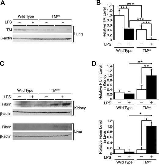 Figure 6. Augmented coagulation in TMpro mice during endotoxemia. (A) Western blot analysis confirming TM levels in lung protein samples from TMpro mice and wild-type mice (both 4-5 months old) that were sacrificed 6 hours after LPS injection (5 mg/kg, intraperitoneal). Control mice received no LPS (indicated as LPS−). Each lane contained 40 μg of protein from an individual mouse. (B) Desitometric analysis of panel A. ***Statistical significance (P < .001). (C) Western blot analysis demonstrating fibrin formation in kidney and liver from the same animals. Each lane contained 40 μg of protein from an individual mouse. (D) Densitometric analysis of panel C. Data are mean ± SD. *Statistical significance (P < .05). **Statistical significance (P < .01). This experiment was repeated once with similar results.