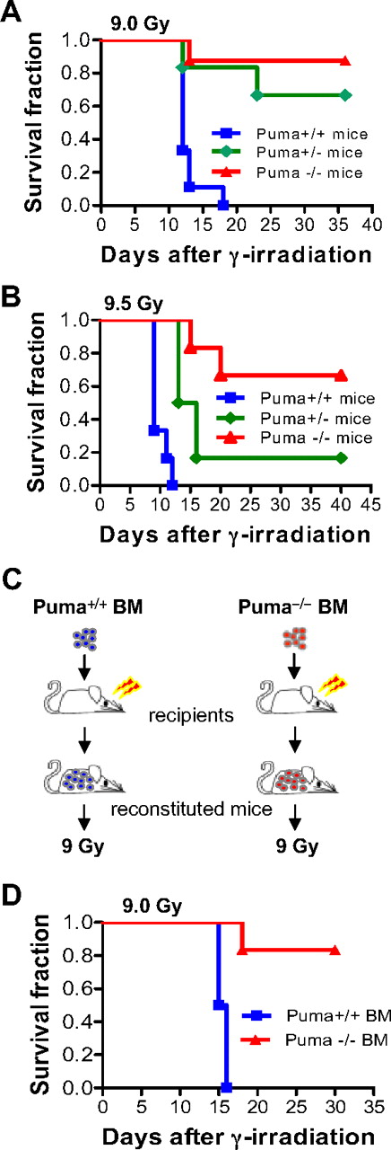 Figure 1. Deletion of Puma renders mice resistant to γ-irradiation. (A) Kaplan-Meier survival curves of mice exposed to 9 Gy TBI. Puma+/+ (n = 9), Puma+/− (n = 6), and Puma−/− (n = 8) mice were given a single dose of TBI (9 Gy) and were monitored for survival. The enhanced survival rate of Puma−/− and Puma+/− mice was significantly greater than Puma+/+ mice (P < .001 and P < .01, respectively), but the survival rate was not significantly different between Puma−/− mice versus Puma+/− mice (P > .05). (B) Kaplan-Meier survival curves of mice exposed to 9.5 Gy TBI. Puma+/+ (n = 6), Puma+/− (n = 9), and Puma−/− (n = 7) mice were then administrated a lethal TBI dose (9.5 Gy) and monitored daily for survival. The survival rate of Puma−/− and Puma+/− mice was significantly greater than Puma+/+ mice (Puma−/− mice vs Puma+/+ mice, P < .001; Puma+/− mice vs Puma+/+ mice, P < .01). (C) Diagram for generation of reconstituted mice. C57BL6/N recipients were lethally irradiated for a total of 13 Gy (6.5 Gy, 2 times, 3 hours apart) and received 1 × 107 total BM cells from Puma+/+ mice or Puma−/− mice (n = 6 mice/group). (D) Kaplan-Meier survival curves of reconstituted mice after 9 Gy TBI. After 8 weeks, the mice in panel C were given a second course of TBI (9 Gy) and monitored for survival. The survival rate of mice reconstituted with Puma−/− BM cells was significantly higher than in mice reconstituted with Puma+/+ BM cells (P < .001).