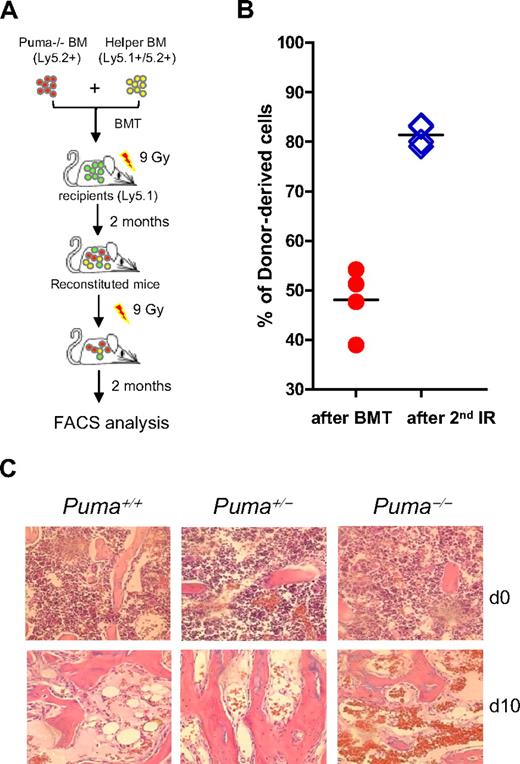 Figure 4. Deletion of Puma enhances repopulation of hematopoiesis after a single lethal dose of radiation. (A) Diagram for in vivo HSC competitive repopulating assay. PUMA−/− BM cells (Ly5.2+) were mixed with an equal number (1 × 106) of helper BM cells (Ly5.1+/Ly5.2+), and then transplanted into lethally irradiated recipients (Ly5.1+). The percentage of donor-derived cells (Ly5.2+) among hematopoietic cells derived from transplanted BM cells (Ly5.1+/Ly5.2+ and Ly5.2+) was determined by flow cytometric analysis in each recipient at 2 months after radiation. Reconstituted mice were then given a second course of γ-irradiation (9 Gy), and the percentage of donor-derived cells (Ly5.2+) in each recipient was determined by flow cytometric analysis at 2 months after the second radiation. (B) The percentage of donor-derived cells (Ly5.2+) in reconstituted mice in panel A. The percentage of donor-derived cells (Ly5.2+) in each of the reconstituted mice was significantly increased after a second course of γ-irradiation (9 Gy). The data shown are the means ± SD (n = 4 mice/group). P < .001. (C) Hematoxylin and eosin staining of the BM cavities of femurs from mice after TBI (9 Gy) or without treatment. Ten days after irradiation, hematopoietic cell clusters were evident in the BM of Puma−/− mice but not those of Puma+/+ mice.