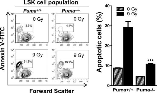 Figure 5. Puma deficiency diminishes radiation-induced apoptosis in primitive hematopoietic cells. Analysis of apoptotic rate in LSK cell population in BM with annexin V–based apoptosis assay. BM cells were harvested from nonirradiated and irradiated (9 Gy) Puma−/− and Puma+/+ mice and cultured in the StemSpan serum-free expansion medium supplemented with 10 ng/mL interleukin-3 (for suppressing spontaneous apoptosis). Six hours later, BM cells were stained for LSK markers, and the apoptotic cells were identified by a fluorescence-labeled annexin V. Apoptotic LSK cells (annexin V+ LSK) were analyzed by flow cytometry. The percentage of annexin V+ LSK cells (the numbers in boxes in left panel) is significantly increased in BM cells from Puma+/+ mice than those from Puma−/− mice before and after radiation. The data shown are representative of flow cytometric analysis (left) and the mean of the triplicate (right). ***P < .001 (Puma−/− vs Puma+/+ after radiation). FACS indicates fluorescence-activated cell sorting. Bar graph data are mean ± SD.