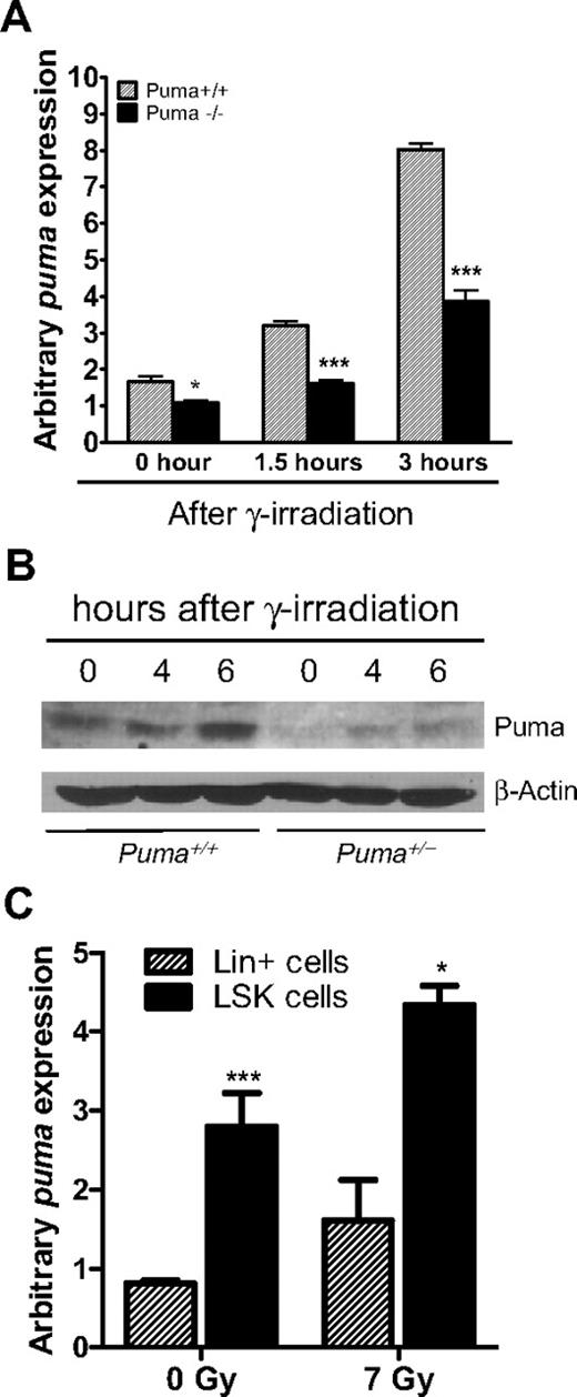 Figure 6. Puma is up-regulated by γ-irradiation in a gene dose-dependent manner and is selectively expressed in LSK cells. (A) QPCR analysis of Puma mRNA expression levels in primary hematopoietic cells from Puma+/+ and Puma+/− mice at 1.5 and 3 hours after irradiation (5 Gy) or no treatment. Puma gene expression levels were normalized, based on the levels of the housekeeping gene HPRT. The cross comparison between Puma+/+ and Puma+/− mice at each time point was highly significant (2-tailed Student t test). *P < .05, ***P < .001 (Puma+/+ vs Puma+/− at each time point). (B) Western blot analysis of Puma expression levels. Lysates extracted from BM of Puma+/+ and Puma+/− mice at the indicated time points after irradiation (5 Gy) were probed with an anti-Puma and an anti–β-actin antibody (loading control). (C) QPCR analysis of PUMA induction by irradiation in LSK cells. LSK and Lin+ cells were sorted, respectively, from wild-type mice and cultured in the StemSpan serum-free expansion medium (10 ng/mL interleukin-3). The cells were untreated or treated with γ-irradiation (7 Gy) and then subjected to total RNA extraction at 3 hours after irradiation. QPCR analysis was used to qualify Puma mRNA level in nonirradiated and irradiated cells and normalized to HPRT expression level. ***P < .001 and *P < .05 (LSK vs Lin+ cells). Data in panels A and C are mean ± SD.