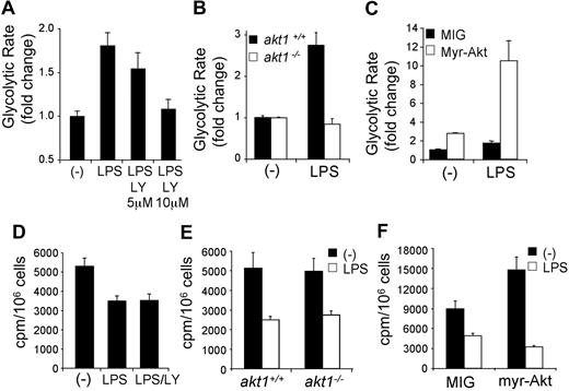 Figure 2. TLRs induce glycolytic metabolism in DCs through the PI3K/Akt pathway. (A) Glycolytic rate of DCs stimulated with LPS in the presence of the indicated concentrations of the PI3K inhibitor LY294002. (B) Glycolytic rate after LPS stimulation in akt1+/+ and akt1−/− DCs. The fold change in glycolytic rate was calculated relative to the untreated control for each genotype. (C) Glycolytic rate of DCs transduced with the retroviral vectors MIG (control) or MIG–active form of Akt (myr-Akt). The data represent the fold increase in glycolytic rate relative to unstimulated MIG-transduced DCs. (D) Rate of mitochondrial fatty acid β-oxidation in DCs cultured for 18 hours in medium alone (-) or after stimulation with LPS in the presence or absence of the PI3K inhibitor LY294002. (E) Rate of mitochondrial fatty acid β-oxidation in wild-type (akt1+/+) or Akt-deficient (akt1−/−) DCs cultured for 18 hours in medium alone (-) or after stimulation with LPS. (F) Rate of mitochondrial fatty acid β-oxidation in DCs transduced with empty vector (MIG) or expressing myr-Akt. Bars represent mean value of replicates. Error bars represent SDs. All data are representative of 2 or more independent experiments.