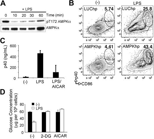 Figure 4. AMPK antagonizes DC activation. (A) Extracts of DCs stimulated with LPS for the times shown were probed by Western blotting with antibodies specific for phosphorylated Thr-172 AMPKα or for total AMPKα. (B) LPS-induced maturation, measured as p40 production and CD86 expression, as measured by flow cytometry in DCs transduced with AMPK shRNAs or control Luc shRNAs. (-) denotes resting DCs; numbers indicate percentage of CD11c+ cells within gates. (C) p40 production by resting DCs (-) and DCs stimulated with LPS or LPS plus AICAR. Cytokine production was determined by enzyme-linked immunoabsorbent assay 18 hours after activation. (D) Glucose consumption (measured as glucose remaining in culture medium after 24 hours of culture, normalized per 106 cells) by DCs cultured without or with LPS in the absence (-) or presence of 2-DG or AICAR. Bars represent mean values ± SDs from 3 independent replicates. All data are representative of 2 or more independent experiments.
