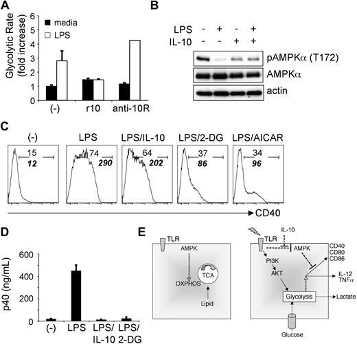 Figure 5. IL-10 inhibits the metabolic switch to glycolysis induced by TLR agonists. (A) Fold increase in the glycolytic rate of DCs cultured without or with LPS in the absence (-) or presence of recombinant IL-10 (r10) or anti–IL-10R Ab (anti-10R). (B) AMPK phosphorylation in DCs stimulated with LPS, IL-10, or LPS plus IL-10. DCs were treated as indicated for 30 minutes, and lysates were probed by Western blotting with antibodies specific for phosphorylated AMPKα (Thr-172), or for total AMPKα or for actin (as loading controls). (C) LPS-induced expression of CD40 by IL-10−/− DCs is inhibited by exogenous IL-10, 2-DG, and AICAR. CD40 expression at 6 hours after stimulation was measured by flow cytometry. (-) denotes unstimulated DCs. Plain numbers represent the percentage of cells within the positive gate, and bold italic numbers represent mean fluorescence intensities. (D) IL-10 and 2-DG are equally potent at inhibiting LPS-induced cytokine (p40) production. Cytokine levels in supernatants from cells cultured for 18 hours without (-) or with LPS, plus minus IL-10 or 2-DG, were measured by enzyme-linked immunoabsorbent assay. Bars represent mean values ± SDs from 3 independent replicates. All data are representative of 2 or more independent experiments. (E) A summary of findings.