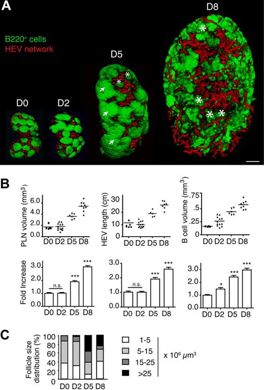 Figure 3. Structural changes in inguinal PLN volume, HEV network, and B-cell follicle size and distribution during LCMV infection. (A) Representative OPT images of B220+ areas (green) and HEVs (red) showing an initial increase in the B-cell follicle size on day (D2) after infection followed by incremental loss of regular follicle organization by day 8 after infection (D8). Arrows indicate superlarge follicles (> 25 × 106 μm3); asterisks, small B-cell clusters (< 5 × 106 μm3). Scale bar = 400 μm. (B top) Absolute volume, B-cell volume, and HEV length of inguinal PLN during LCMV infection. Each dot represents 1 PLN. (Bottom) Fold-increase compared with day 0. Data are shown as mean ± SEM *P < .05, ***P < .001, n.s., not significant (1-way ANOVA). (C) Change in B-cell follicle size distribution during LCMV infection. B-cell follicle sizes were classified as in Figure 2C. Pooled from a total of 6 to 12 inguinal, popliteal, and axillary PLNs from 3 to 7 mice for each time point.