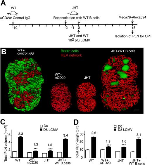 Figure 4. B-cell requirement for LCMV-triggered PLN expansion. (A) Experimental layout for B-cell depletion in WT mice (αCD20 mAb; 250 μg/mouse on day −10) versus B-cell reconstitution and LCMV infection in JHT mice. A total of 2 × 15 to 20 × 106 B cells were injected per JHT recipient on day −2 and 0. (B) Representative OPT images of day 8 (D8)–LCMV-infected inguinal PLNs of WT, WT + αCD20, JHT, and JHT + WT B cells. Scale bar = 400 μm. (C) Inguinal LN volume on day 0 (D0, □) and day 8 (D8, ■) after infection of WT mice, or WT mice + αCD20 mAb or JHT mice reconstituted with WT B cells on day −2 and day 0 after infection. ***P < .001 compared with day 8 LCMV WT (1-way ANOVA). (D) Total HEV network length on day 0 and day 8 after infection as in panel A. All day 8 (D8) values in panels A and B were significantly greater than on corresponding day 0 (Student t test). ***P < .001 compared with day 8 LCMV WT (1-way ANOVA). Numbers indicate fold increase over day 0. No significant difference was found in panels A and B between day 8 “WT” and “JHT + WT B cells” nor between “JHT” and “WT + αCD20” (1-way ANOVA). Pooled from 3 to 8 PLNs from 2 to 6 mice in 2 independent experiments. Data are shown as mean ± SEM.