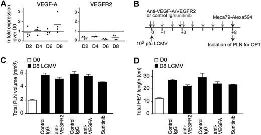 Figure 5. VEGF-A expression and inhibition during LCMV-induced PLN remodeling. (A) qPCR analysis of VEGF-A and VEGFR2 expression in LCMV-infected PLNs. Two PLNs from 2 mice per time point were analyzed in duplicates. (B) Experimental layout for VEGF signaling blocking and LCMV infection in WT mice. Mice received 2 injections on day 0 and 3 after infection of Abs as described in “In vivo antibody and inhibitor treatment” or daily gavage of the VEGFR/PDGFR-inhibitor sunitinib. (C) Inguinal LN volume on day 0 (D0) or day 8 (D8) after infection after treatment of mice with control Ig or anti-VEGFR2, anti–VEGF-A Abs, or sunitinib. Examples were pooled from 1 to 2 independent experiments with 3 to 5 mice per treatment. (D) Total HEV length on day 0 (D0) or day 8 (D8) after infection as in panel C. No significant difference was found in panels C and D between day 8 control Ig and Ab- or inhibitor-treated values (1-way ANOVA).