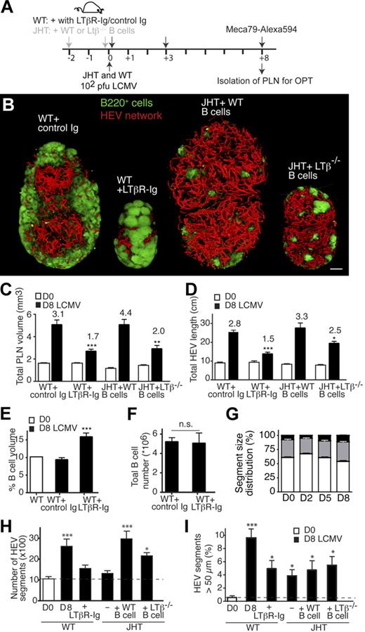 Figure 6. LT signaling during LCMV-induced PLN remodeling. (A) Experimental layout for LT blocking in WT mice and B-cell reconstitution in JHT mice, followed by LCMV infection. WT mice received 2 injections on day 0 and 3 after infection of 100 μg of control or LTβR-Ig. JHT mice were reconstituted with WT or LTβ−/− B cells as described in Figure 4A. (B) Representative OPT images of inguinal LN isolated from day 8 (D8) LCMV-infected WT, WT + LTβR-Ig, JHT + WT B cells, and JHT + LTβ−/− B cells mice. Scale bar = 400 μm. (C) Inguinal LN volume on day 0 (D0) or day 8 (D8) after infection after treatment of mice with control Ig or LTβR-Ig or in JHT mice reconstituted with WT or LTβ−/− B cells. (D) Total HEV length on day 0 (D0) or day 8 (D8) after infection as in panel C. All day 8 values in panels C and D were significantly greater than on corresponding day 0 (Student t test). *P < .05, **P < .01, ***P < .001 comparing day 8 LCMV “WT + control Ig” vs “WT + LTβR-Ig” and “JHT + WT B cells” vs “JHT + LTβ−/− B cells,” respectively. No significant difference was found in panels C and D between day 8 “WT + control Ig” and “JHT + WT B cells” nor between “WT + LTβR-Ig” and “JHT + LTβ−/− B cells” (1-way ANOVA). (E) Percentage of B-cell volume over total PLN volume in WT mice on day 0 (D0) or day 8 (D8) after infection after treatment of mice with control Ig or LTβR-Ig. ***P < .001. (F) Absolute B-cell number per inguinal LN in mice treated with control Ig or LTβR-Ig on day 8 after infection. n.s. indicates not significant. Samples were pooled from 3 to 9 PLNs from 2 to 8 mice in 2 independent experiments. Data are shown as mean ± SEM. (G) Average HEV segment length on day 0, 2, 5, and 8 after infection. ▭ indicate 20 to 100 μm; , 100 to 200 μm; ▬, greater than 200 μm. On day 2, the proportion of segments less than 100 μm is significantly increased, whereas the proportion of segments greater than 200 μm is increased on day 8 after infection. Samples were pooled from a total of 4 to 5 inguinal LNs from 2 to 3 mice for each time point. (H) Total HEV segment number in WT and JHT mice infected with LCMV. Filled columns represent day 8 after infection. (I) Percentage of HEV with diameter greater than 50 μm during LCMV infection. Filled columns represent day 8 after infection. Data are shown as mean ± SEM. *P < .05, ***P < .001 compared with “D0” (1-way ANOVA).