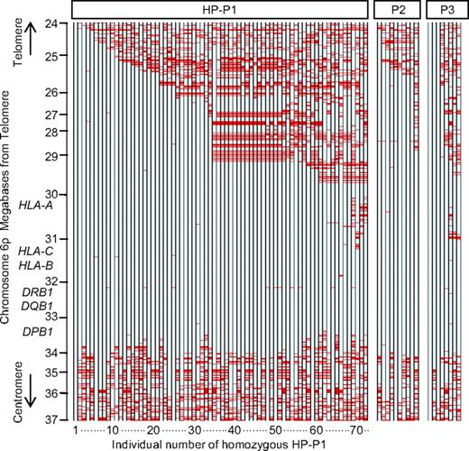 Figure 1. Representation of genotypes in persons with homozygous HLA haplotype. Data from chromosome 6p (24-37 Mb) of persons with homozygous HLA haplotype are shown. Each column indicates 1 person (72 persons with homozygous HP-P1, 10 persons with homozygous HP-P2, and 8 persons with homozygous HP-P3). Each of the 2389 evenly spaced rows represents 1 SNP locus. Blue row represents homozygous genotype; and red row, heterozygous genotype. Missing genotypes were not counted.