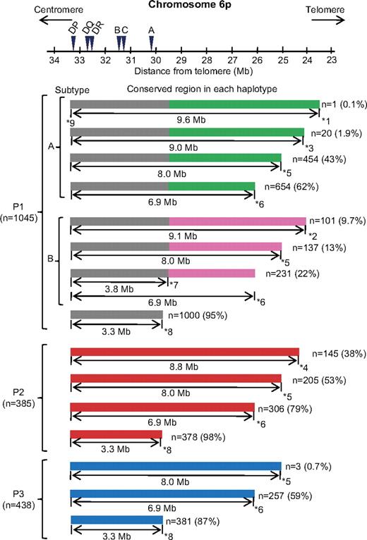 Figure 3. Conservation of common HLA haplotypes. The SNP sequence of persons who carried at least 1 copy of HLA haplotype (shared the same HLA alleles as common HLA haplotype) was compared with consensus sequence of common HLA haplotypes, and conserved regions in each HLA haplotype were illustrated schematically. The majority of persons who share the same HLA alleles in HLA-A, -B, -C, -DRB1, -DQB1, and -DPB1 as common HLA haplotypes possess at least a 3.3-Mb conserved region from HLA-A to DPB1. HP-P1 splits into the A and B subtypes. The length of conservation in HP-P1, HP-P2, and HP-P3 is more extensive to the telomeric region of HLA-A. ID and position of SNPs are: *1 rs199026 (nucleotide 23551813), *2 rs573863 (nucleotide 24080365), *3 rs1397843 (nucleotide 24111433), *4 rs11754278 (nucleotide 24387055), *5 rs303031 (nucleotide 25144959), *6 rs806971 (nucleotide 26252770), *7 rs9257745 (nucleotide 29414635), *8 rs1610630 (nucleotide 29837265), and *9 rs6937061 (nucleotide 33187790).