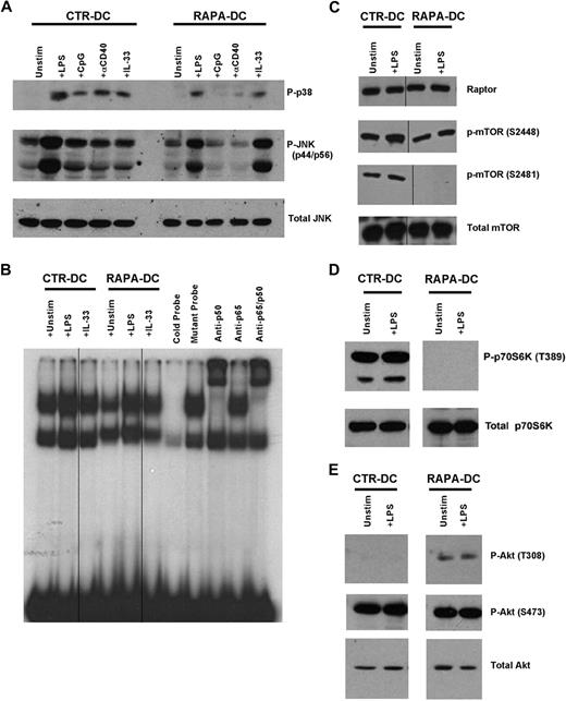 Figure 2. Modulation of MAPK, NF-κB, mTOR, and Akt signaling in DCs generated in RAPA. Murine CTR- and RAPA-DCs were generated, positively selected using immunomagnetic beads, and cytoplasmic and nuclear proteins isolated after 20 minutes of exposure to 0.1 μg/mL LPS, 1 μg/mL CpG, 5 μg/mL agonistic CD40 mAb, or 0.1 μg/mL IL-33 for for 20 minutes. (A) Western blot analysis revealed that generation of DCs in RAPA limited activation of p38 and JNK after ligation of TLR4, TLR9, and CD40 (IL-33 receptor), but not ST2L. (B) Nuclear extracts were assessed for DNA-binding activity in electrophoretic mobility shift assay using 32P-labeled NF-κB probes. The data show inhibited NF-κB activation downstream of TLR4 in RAPA-DCs. Vertical lines indicate repositioned gel lanes within the same gel and experiment. (C-D) Generation of DCs in RAPA did not modulate expression of the mTOR kinase or the mTORC1 component Raptor. In addition, generation of mDCs in RAPA blocked mTOR autophosphorylation on S2481 and p70S6K phosphorylation on T389. Vertical lines indicate repositioned gel lanes within the same gel and experiment. (E) Phosphorylation of Akt on T308 was increased in RAPA-DCs and the mTORC2-mediated phosphorylation of Akt on S473 was maintained. Data are representative of at least 2 independent experiments.