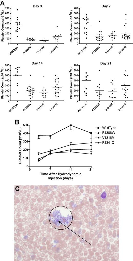 Figure 4. Platelet count and blood smear morphology. After hydrodynamic injection, mice were regularly sampled and complete blood counts were performed. Seven days after hydrodynamic injections, samples were also obtained for blood smear examination. (A) Platelet count at each time point. Each symbol represents one mouse. (B) Time course of platelet count after hydrodynamic injection. Data are mean ± SEM. (C) Typical blood smear from a mouse expressing the V1316M mutation. A large platelet aggregate is circled within which there are a number of enlarged platelets. Blood smears were observed using an Olympus BX60 transmitted microscope fitted with a UPlanApo 40× oil objective. Microscopic images were captured using a Nikon DXM1200 camera and Nikon Act-1 software. Photoshop (Adobe) was used to manipulate the blood smear images.