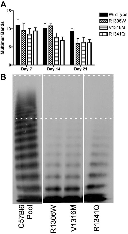 Figure 5. VWF multimer formation after hydrodynamic injection. Plasma samples were obtained at different time points after hydrodynamic injection and were analyzed for VWF multimer structure using 1.4% sodium dodecyl sulfate separating agarose gel electrophoresis. (A) Time course of the decreasing number of multimer bands. Data are mean ± SEM. (B) Representative multimers of plasma samples obtained at day 14. The dotted rectangle surrounds the HMW multimer bands (> 10 bands).