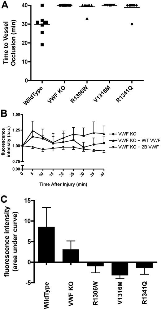 Figure 6. Thrombus formation and platelet accumulation at sites of endothelial damage in hydrodynamically injected mice. A total of 10% ferric chloride was used to injure cremaster muscle arterioles (50-75 μm in diameter). The vessels were observed for 40 minutes, and fluorescence intensity was measured every 5 minutes as a measure of platelet accumulation. Hydrodynamically injected mice were examined when plasma VWF:Ag dropped below 1.5 U/mL. (A) Time to vessel occlusion. Each symbol represents one mouse. (B) Fluorescence intensity over time. Data are mean ± SEM. Type 2B data are the mean ± SEM of the 3 mutations. (C) Total fluorescence accumulation, represented as the area under curve of fluorescence intensity.