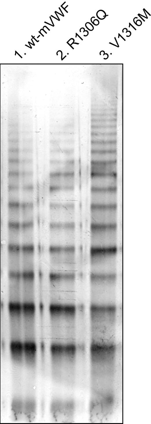 Figure 1. Multimeric structure of recombinant murine VWF. The multimeric pattern of recombinant von Willebrand Factor (VWF) was analyzed by applying cell culture supernatant of wt-mVWF–, mVWF/R1306Q-, or mVWF/V1316M-expressing cells to 2% sodium dodecyl sulfate–agarose gel electrophoresis, followed by immunoblotting with polyclonal anti-VWF antibodies.